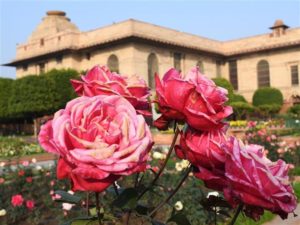 mughal garden 7