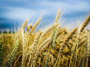 Why We Eat Wheat