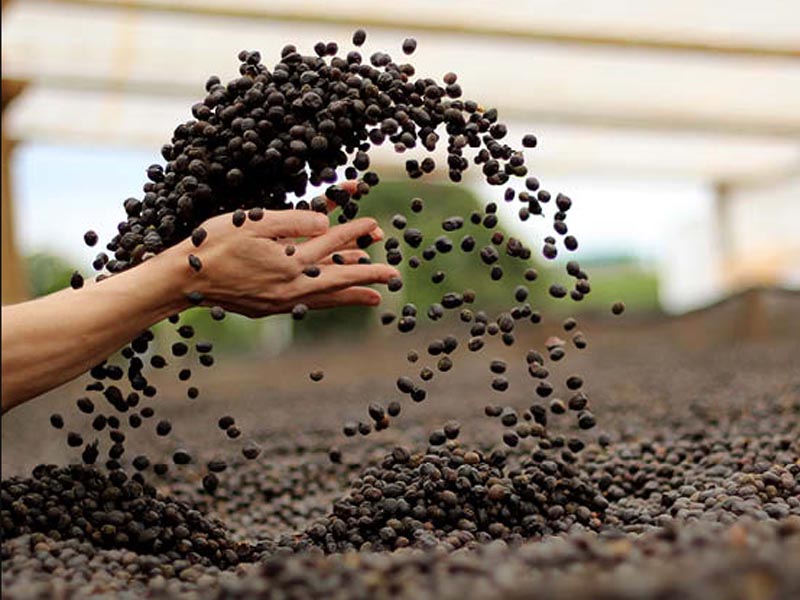 sustainable coffee