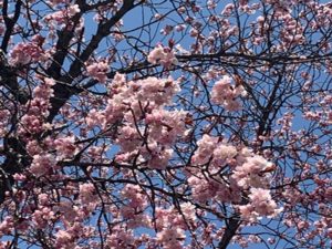 Sakura Cherry Blossom season in Sapporo
