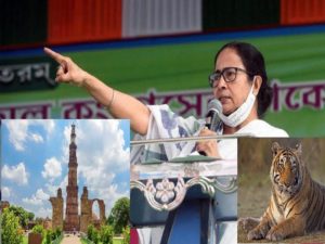 bengal tigress will her roar reach delhi