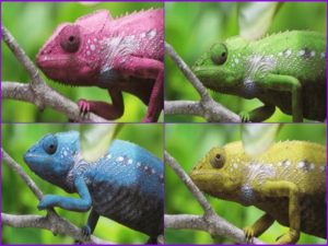 Chameleon changing colours