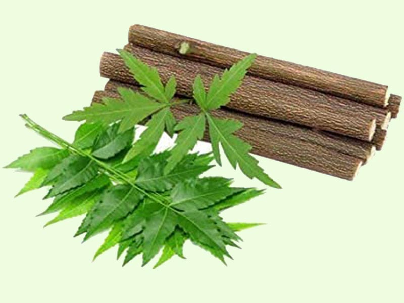 Neem twigs