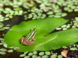 adaptations allow the frog to live on land and in water