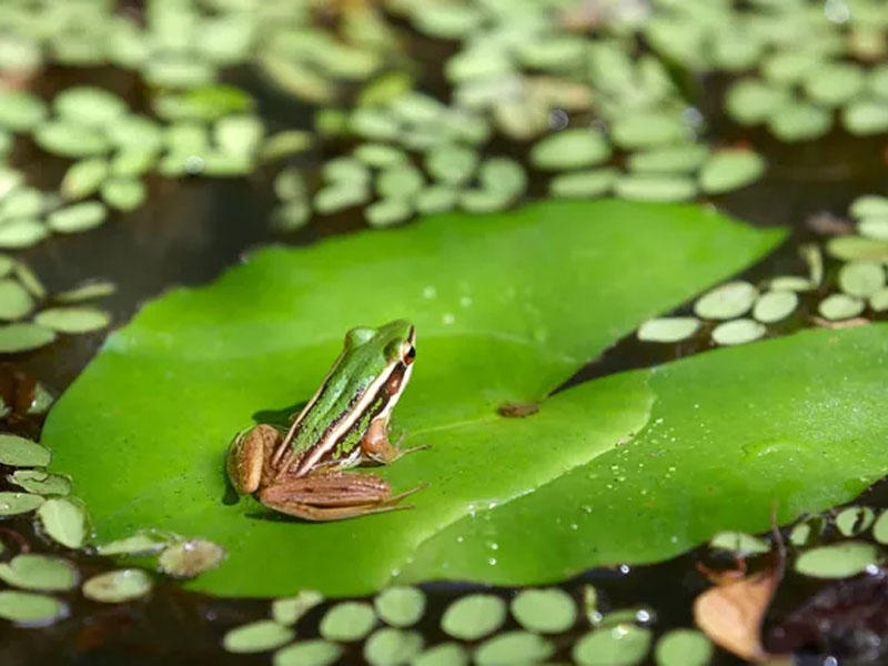 adaptations allow the frog to live on land and in water