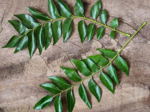 curry leaf health benefits