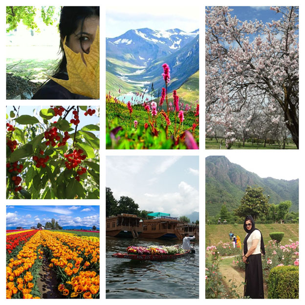 romance with nature sakura kashmir ki kali