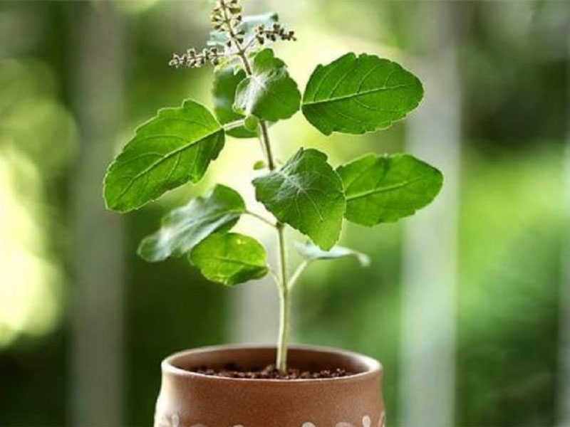 Goodness of Tulsi