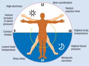 Human Biological clock works