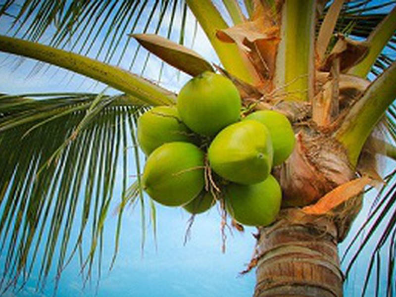 Coconut Development Board Amendment Bill