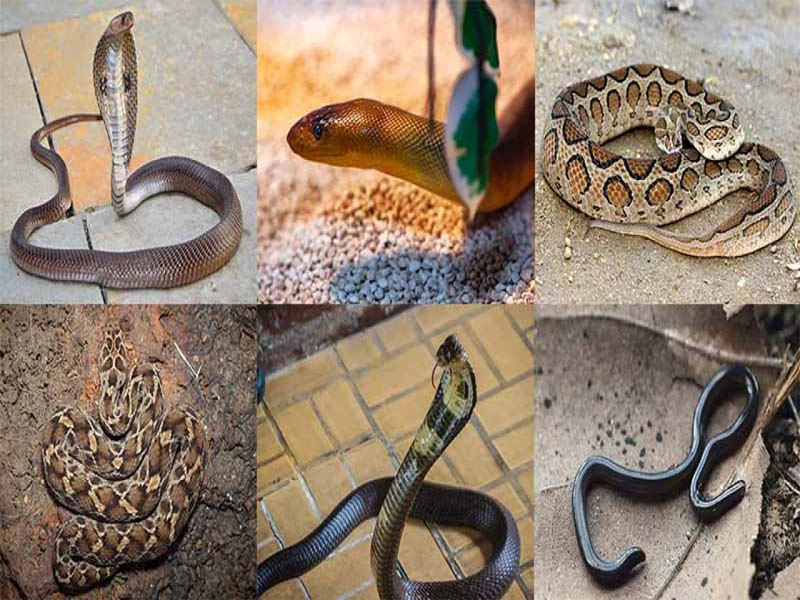 Snakes in India