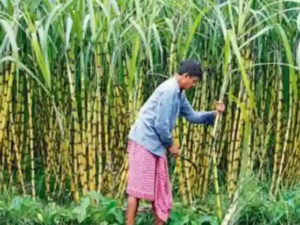 frp approved government nod to fair and remunerative price of rs 290 per quintal on sugarcane