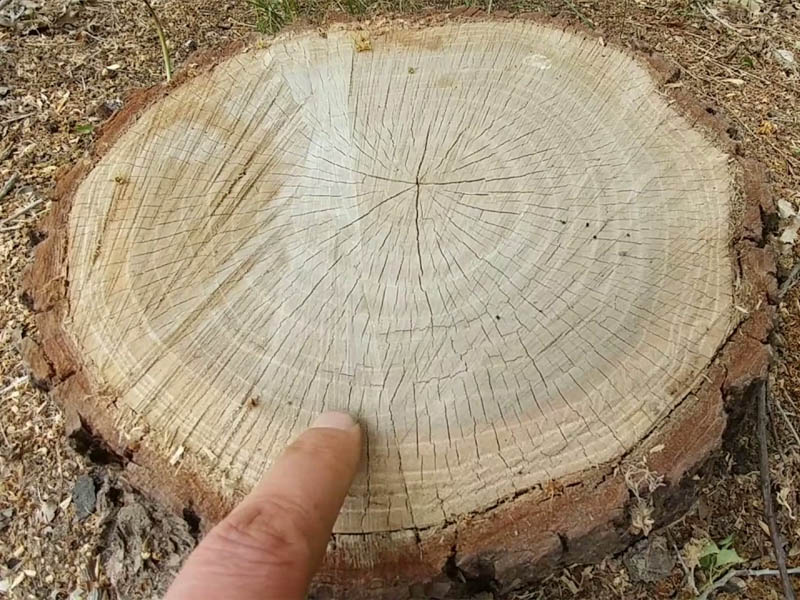 how to calculate the age of a tree