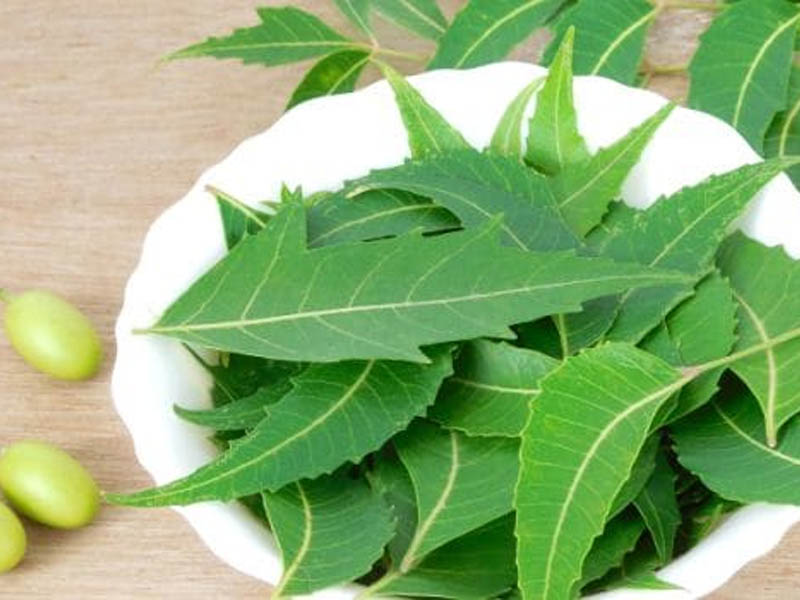 neem leaf benefits