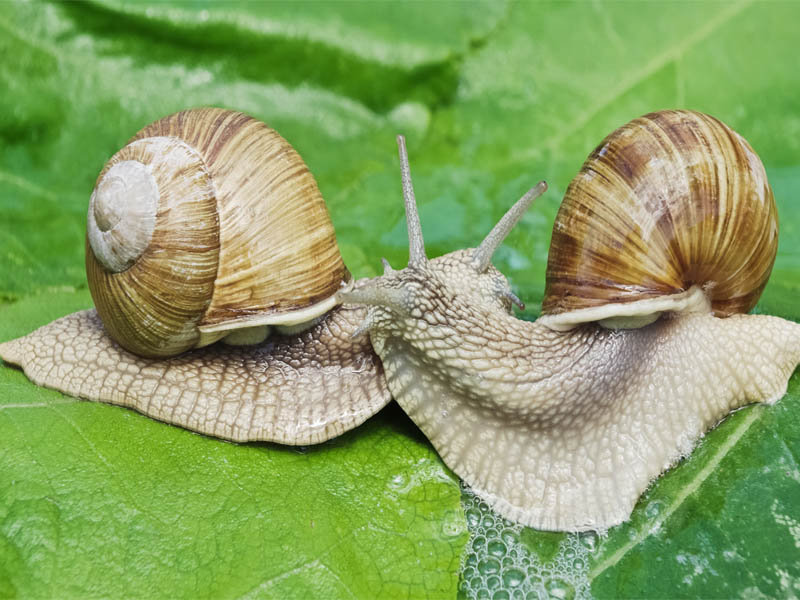 snails reproduce