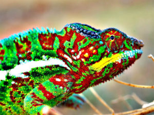 How Do Chameleons Change Colors