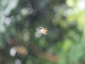 How a spider makes web