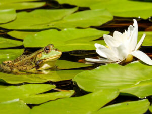 frog to live on land and in water