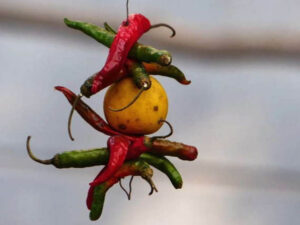 Hanging lemon and chili tied to a thread outside