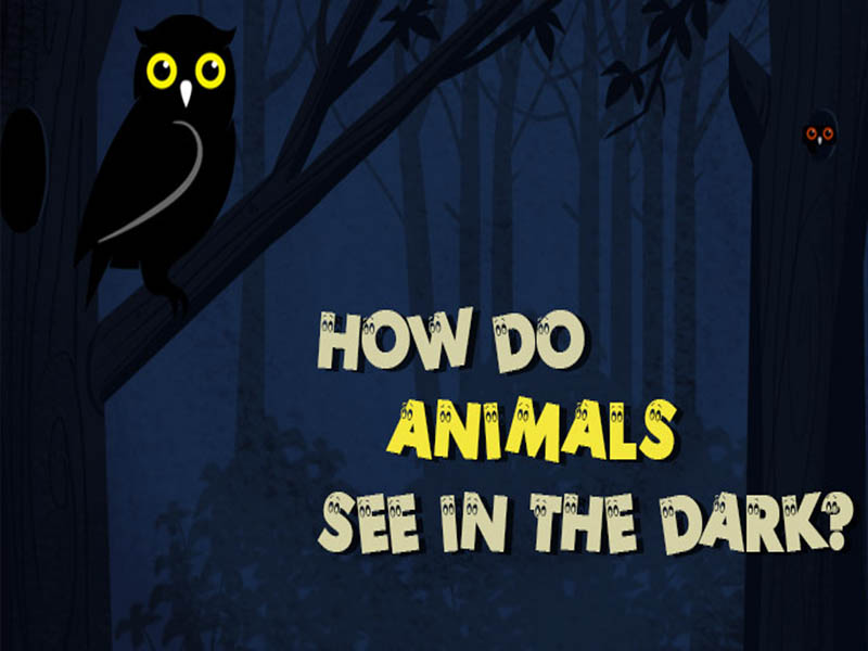 How do animals see in the dark