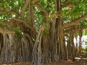 Why Banyan tree is National tree