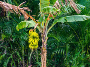 significance behind the banana trees