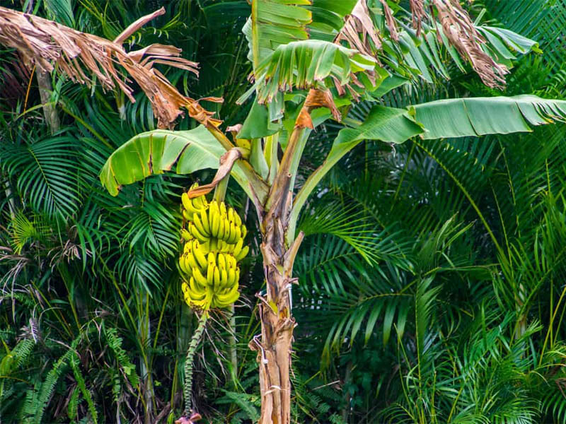 significance behind the banana trees