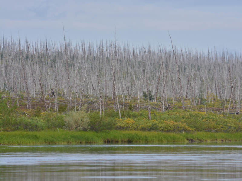 Why acid rain occurs