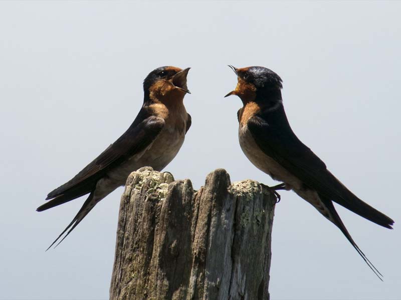 animals communicate with each other