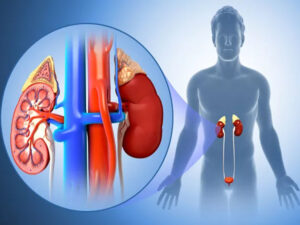 what is the structure and function of the kidneys