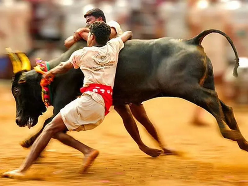 Jallikattu