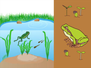 What adaptations allow the frog to live on land and in water