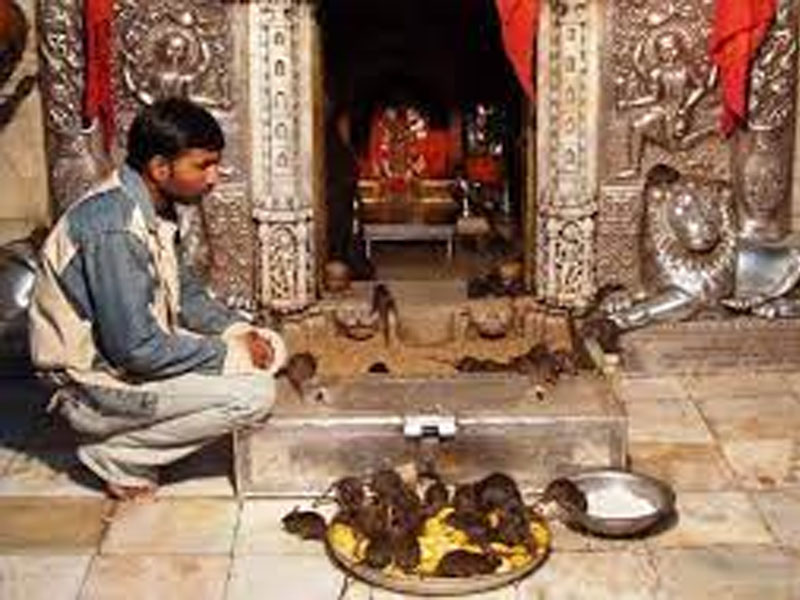 Rat Temple in Bikaner