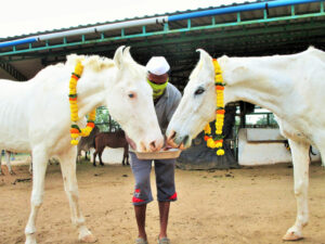 Alia Ranbir wedding gift horses