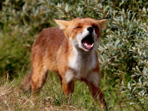 why foxes scream night