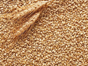 Govt bans wheat export with immediate effect to manage overall food security