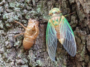 cicadas