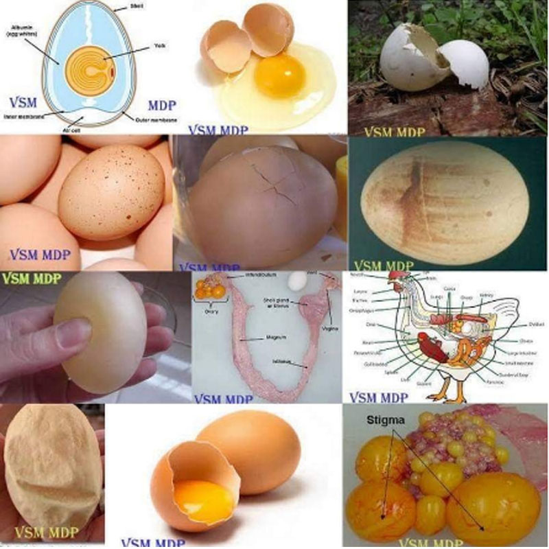 how egg shell is formed