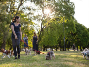 Dogs terror in the parks where to do yoga