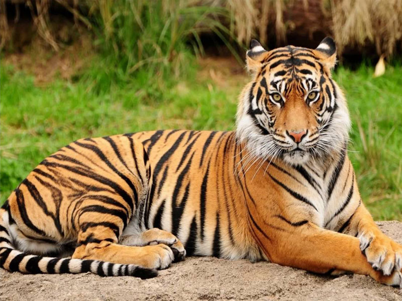 tiger national animal of india