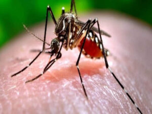 Dengue cases on rise in Capital 1