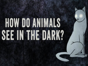 How do animals see in the dark