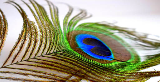 Peacock Feather