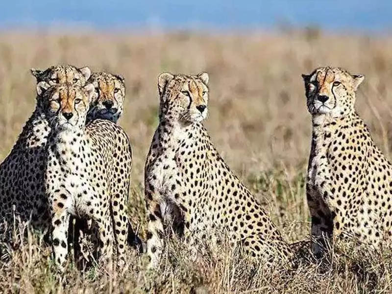 Namibia cheetahs coming to India