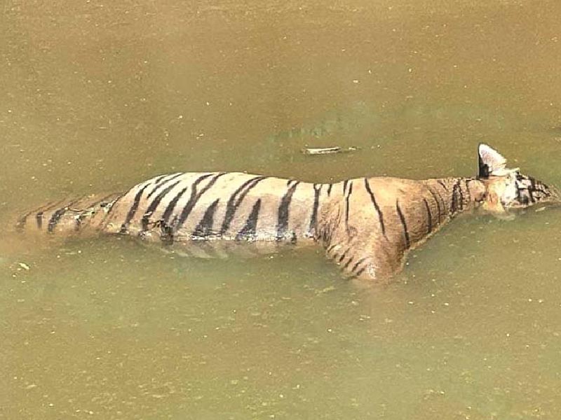 Tiger dies due to drowning in rain water