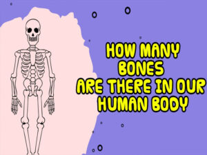 how many bones are there in human body