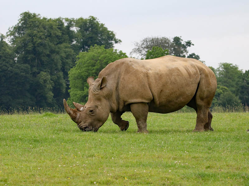 Success Story Of Assams Rhinos