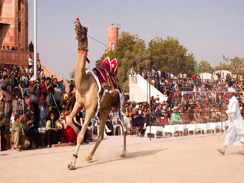 bikaner camel festival 2023