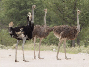 why ostrich cannot fly