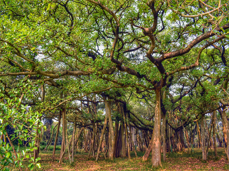 The Great Banyan